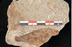 Foto (Detailansicht) von Quercus palaeoilex Ettingshausen (NHMW-GEO-2024-0188-6379)